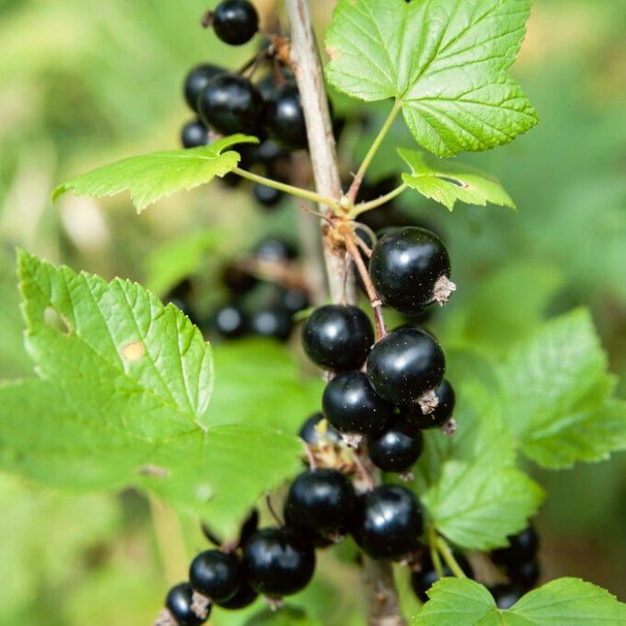 'Ben Sarek' Blackcurrant Bush