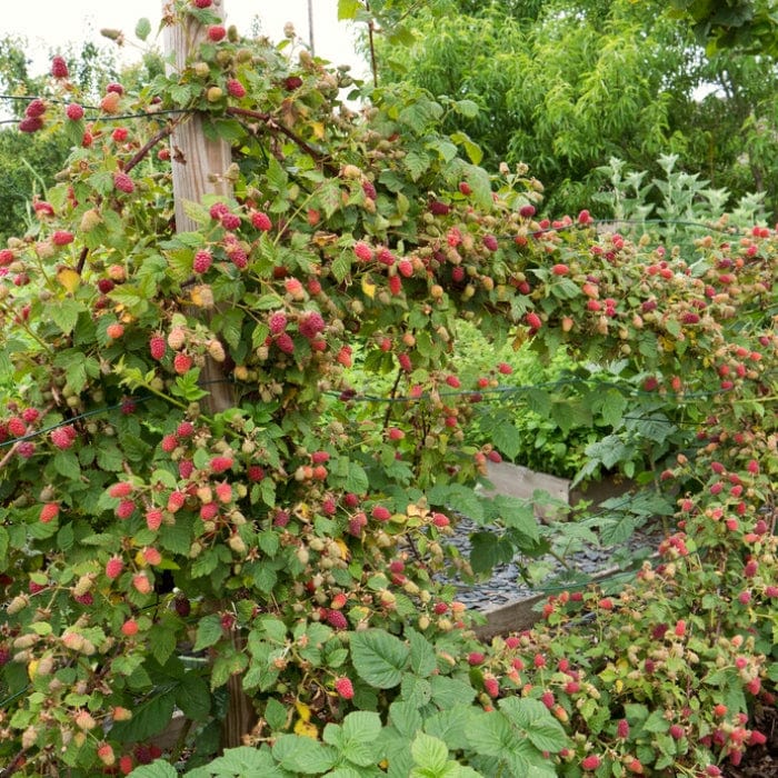 'Karaka Black' Blackberry Bush