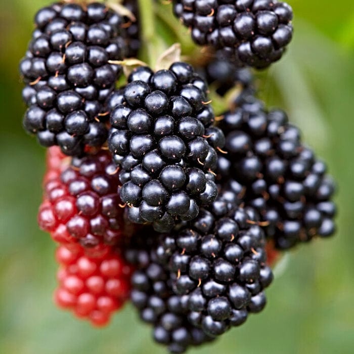 'Karaka Black' Blackberry Bush
