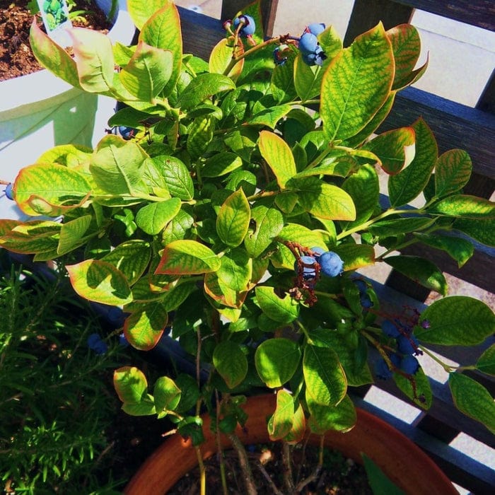 'Earliblue' Blueberry Bush