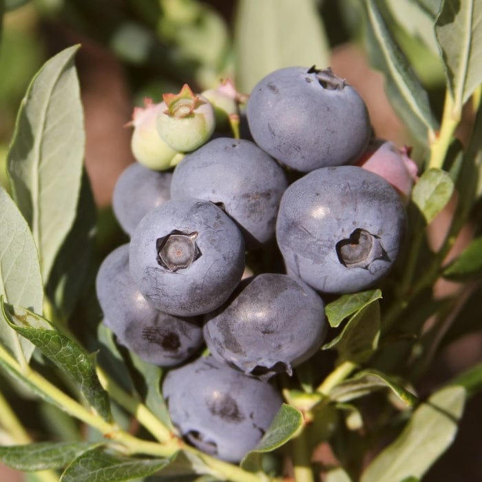 'Earliblue' Blueberry Bush