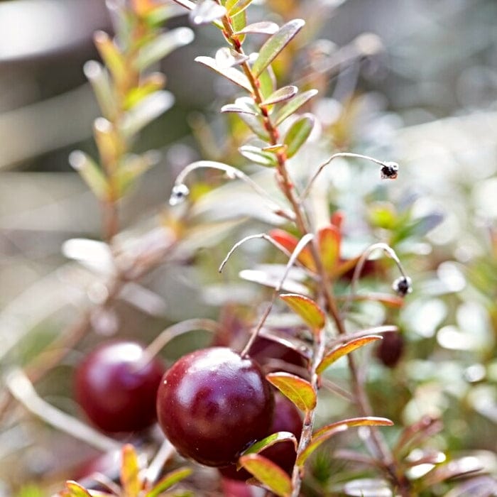 'Early Black' Cranberry Bush