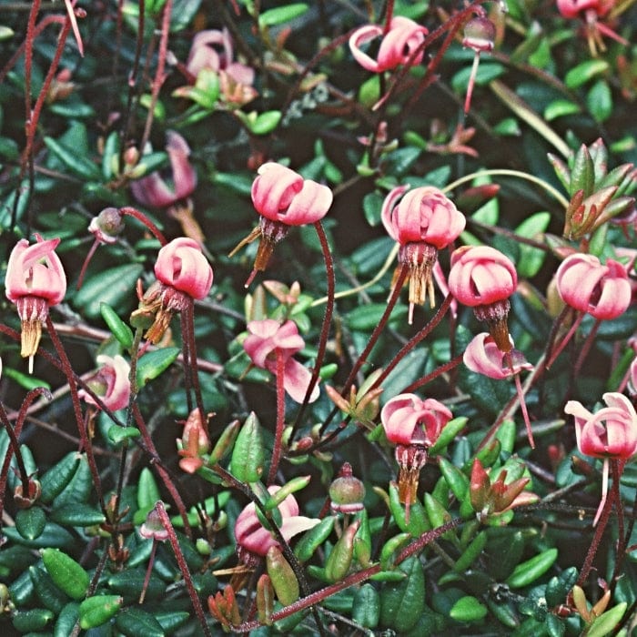 'Early Black' Cranberry Bush