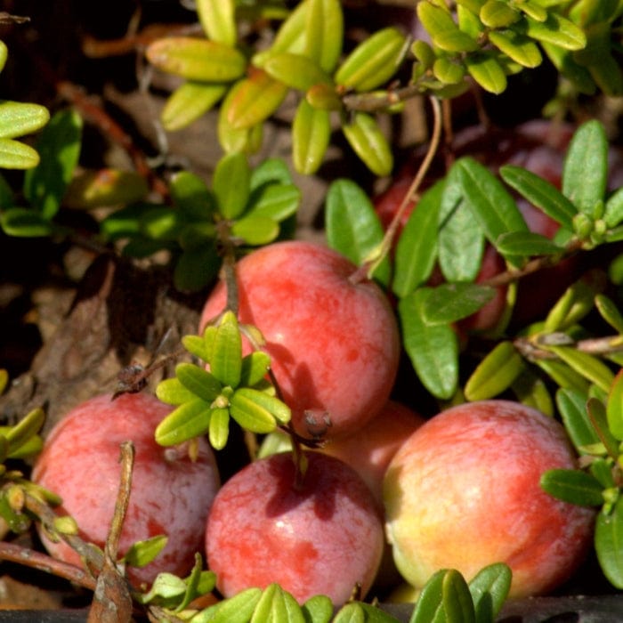 'Pilgrim' Cranberry Bush