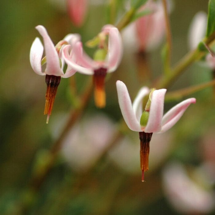 'Pilgrim' Cranberry Bush
