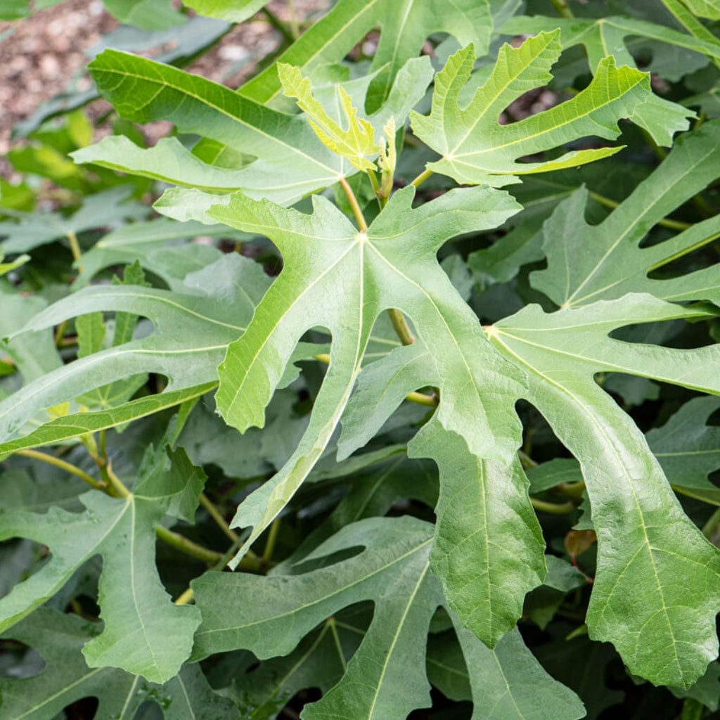 'Little Miss Figgy' Patio Fig Tree