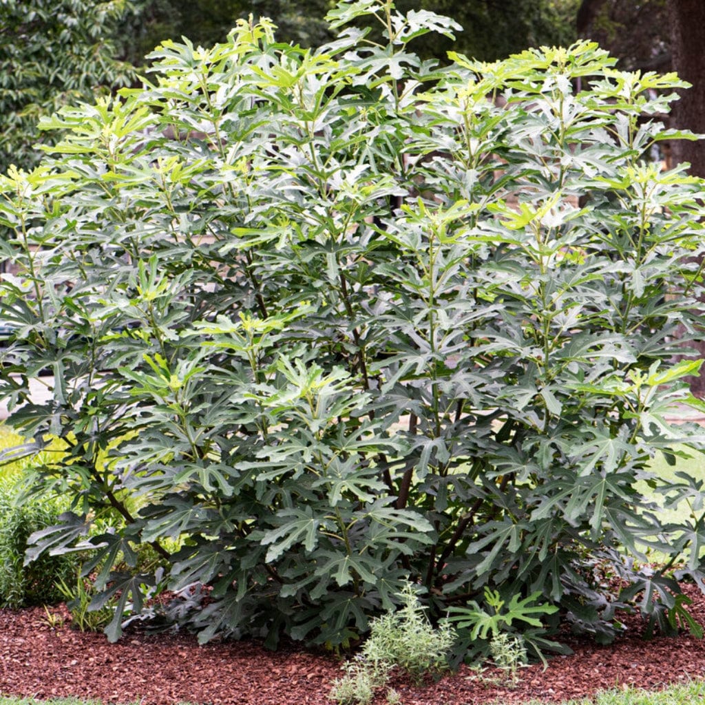 'Little Miss Figgy' Patio Fig Tree