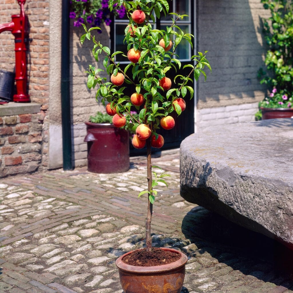 'Melred' Red-Flowered Patio Peach Tree