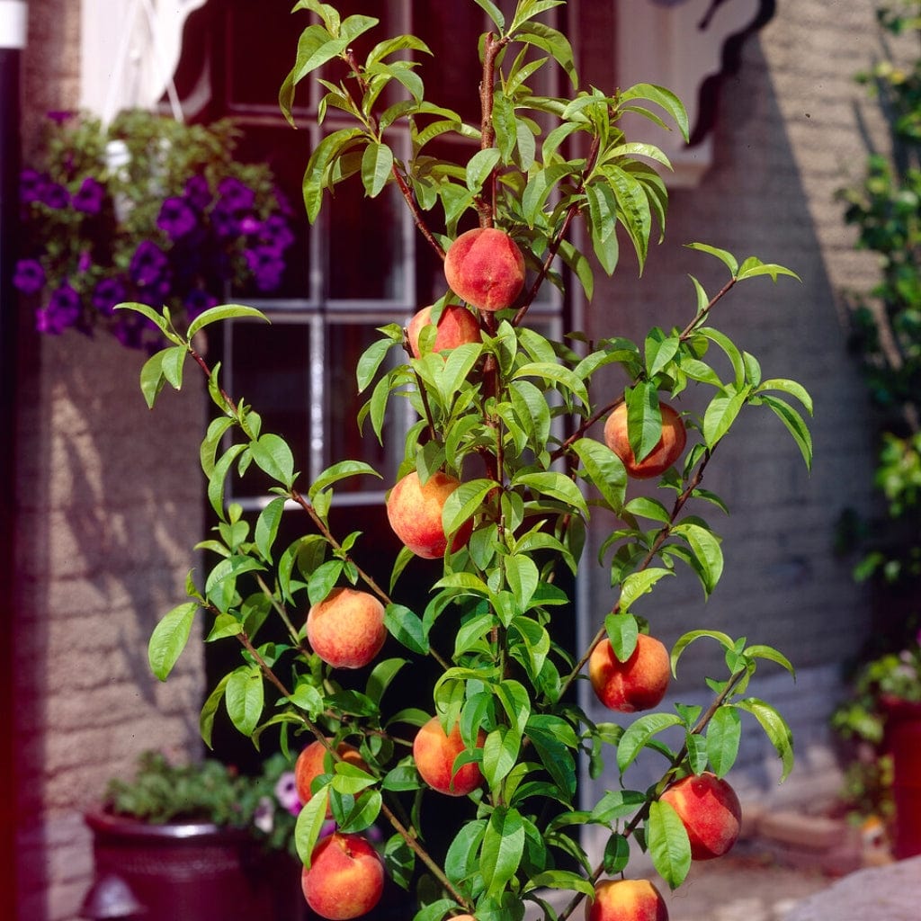 'Melred' Red-Flowered Patio Peach Tree