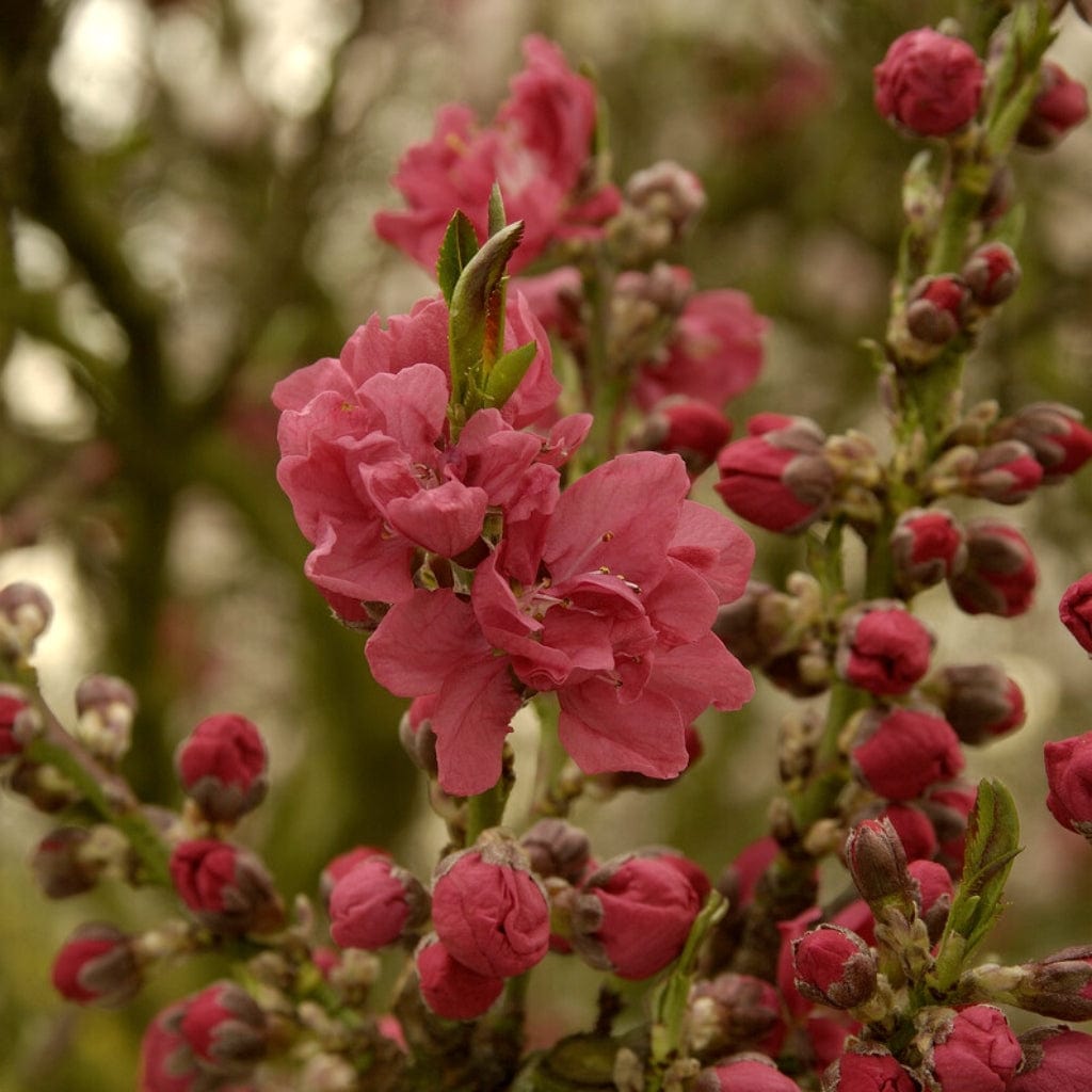 'Melred' Red-Flowered Patio Peach Tree
