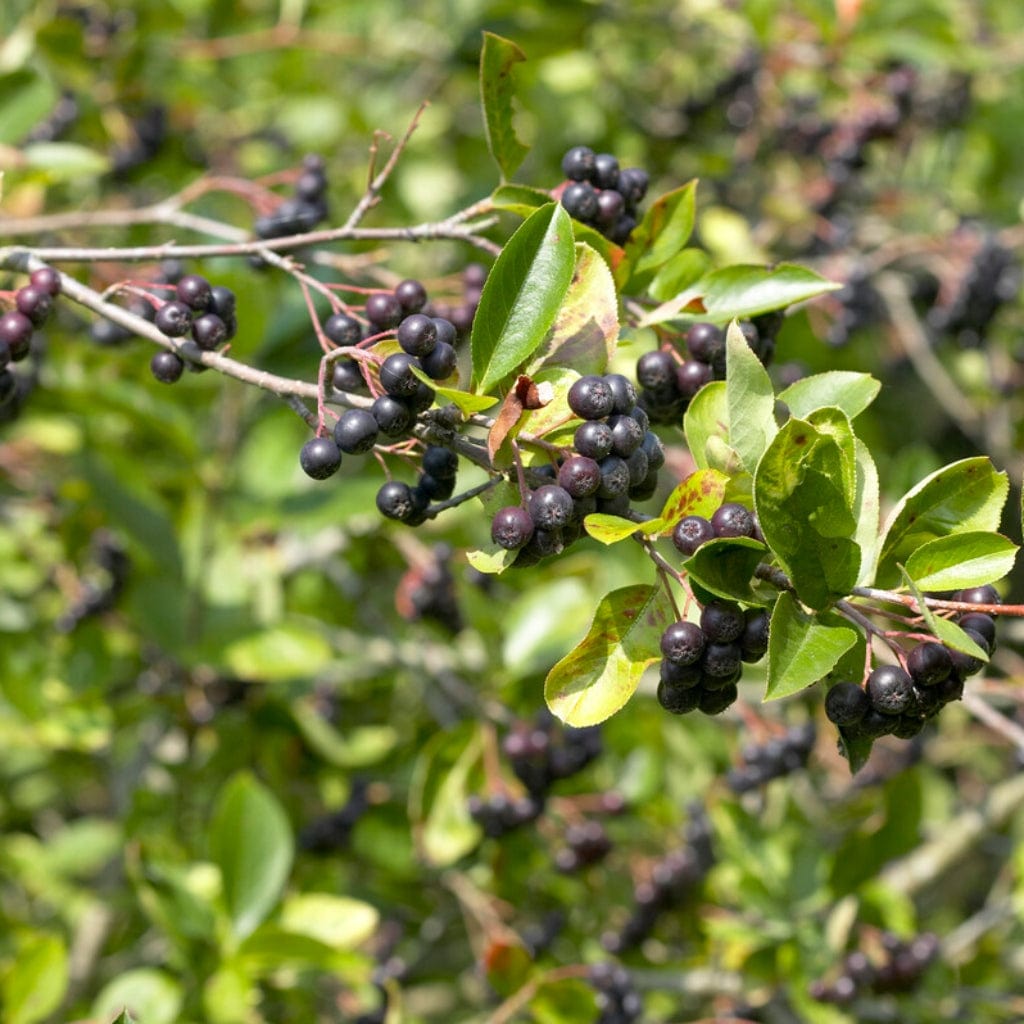 Aronia x prunifolia