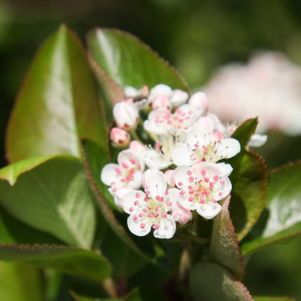 Aronia x prunifolia