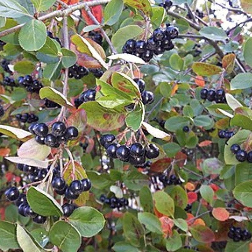 Aronia x prunifolia