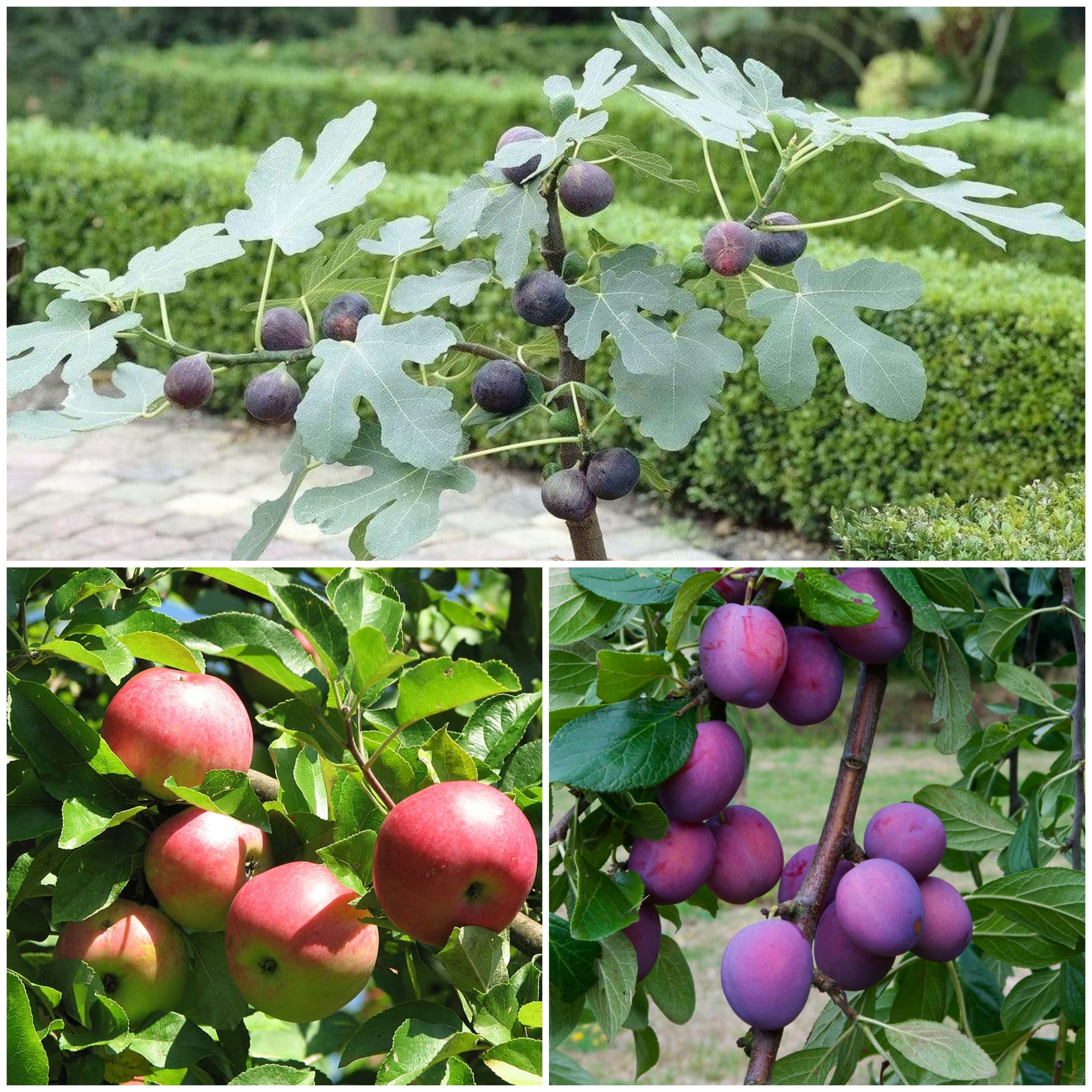 Apple, Fig & Plum