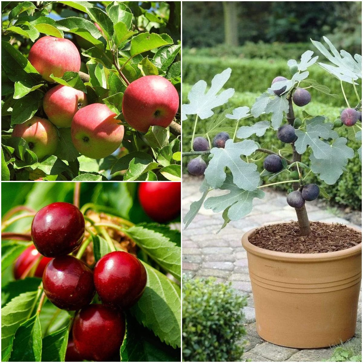 Apple, Cherry & Fig