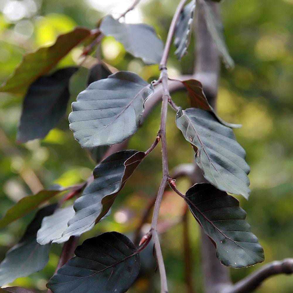 Fagus sylvatica 'Purple Fountain'