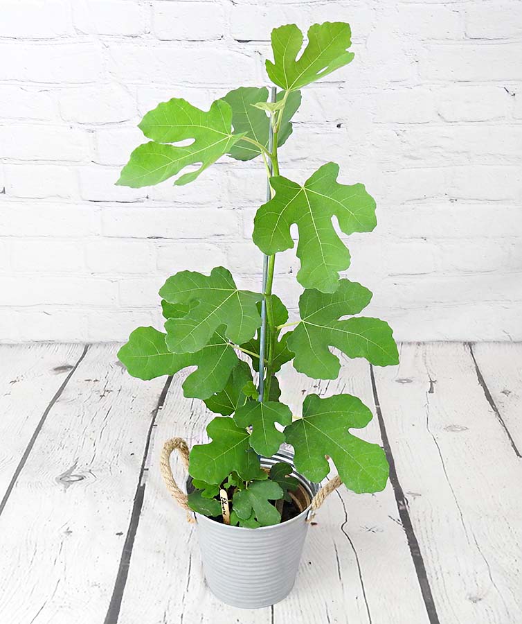 Young Fig Tree - Hortibliss