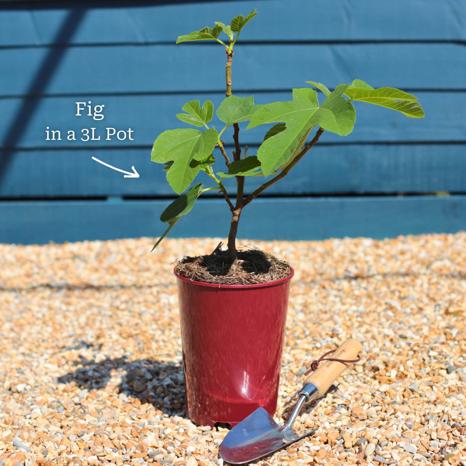 'Osborn's Prolific' Fig Tree