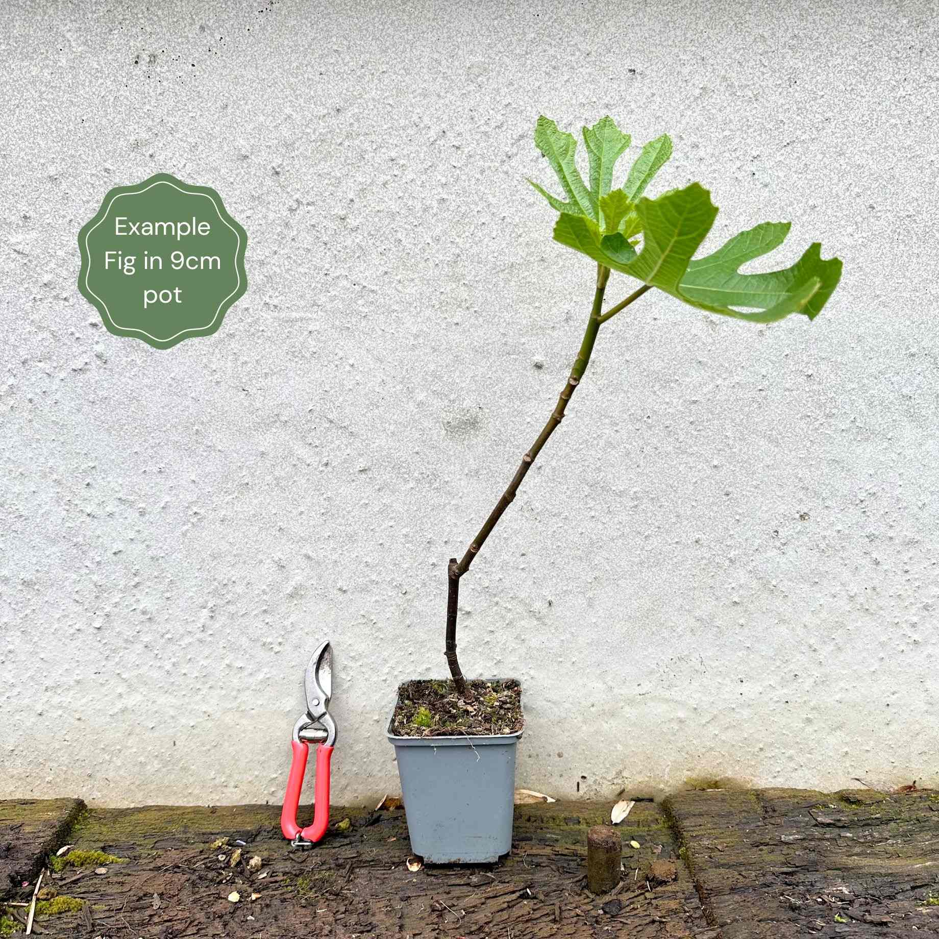 'Osborn's Prolific' Fig Tree