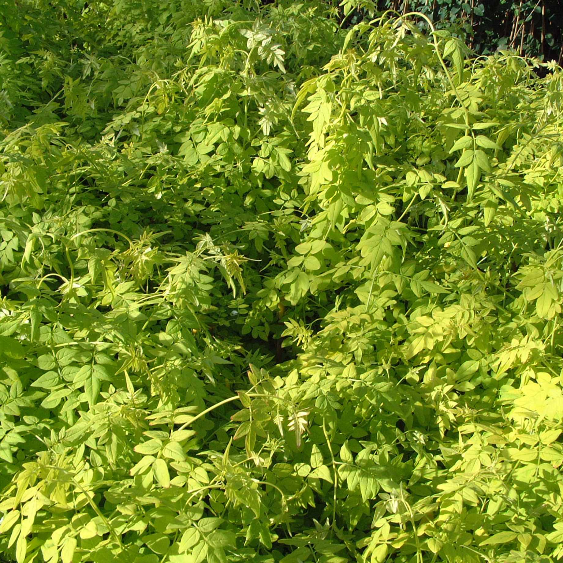 Jasminum officinale