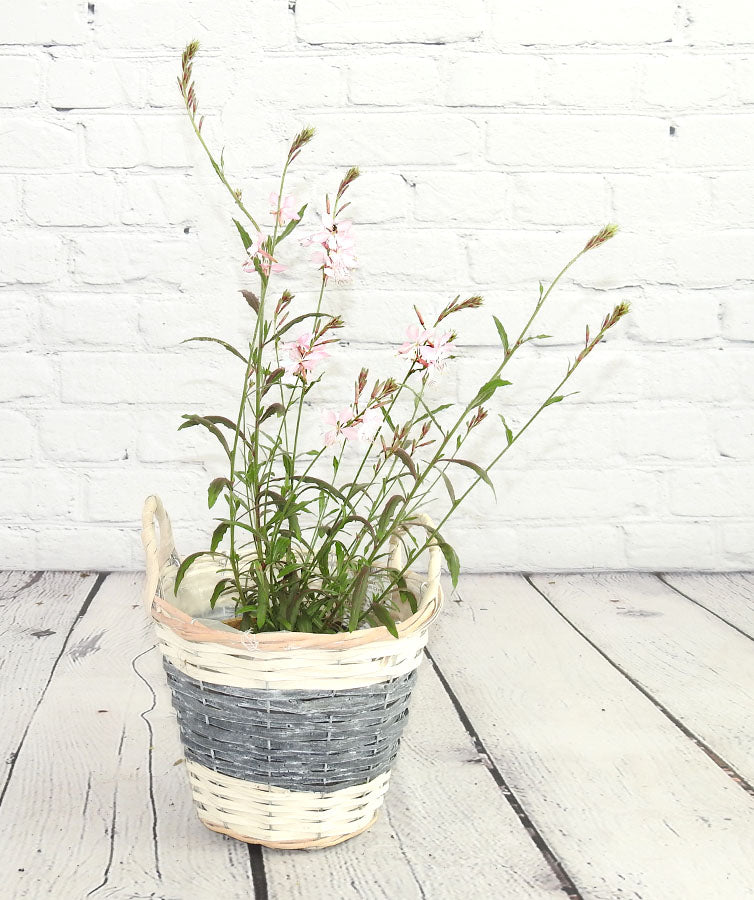 Gorgeous Gaura - Pink - Hortibliss