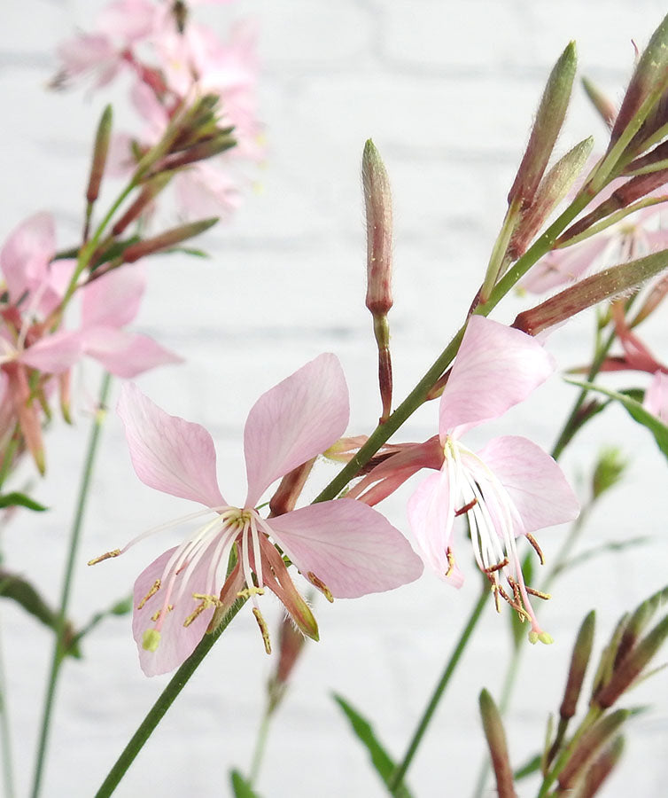 Gorgeous Gaura - Pink - Hortibliss