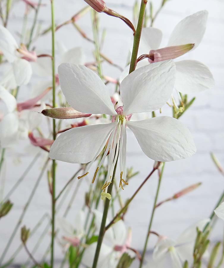 Gorgeous Gaura - White - Hortibliss