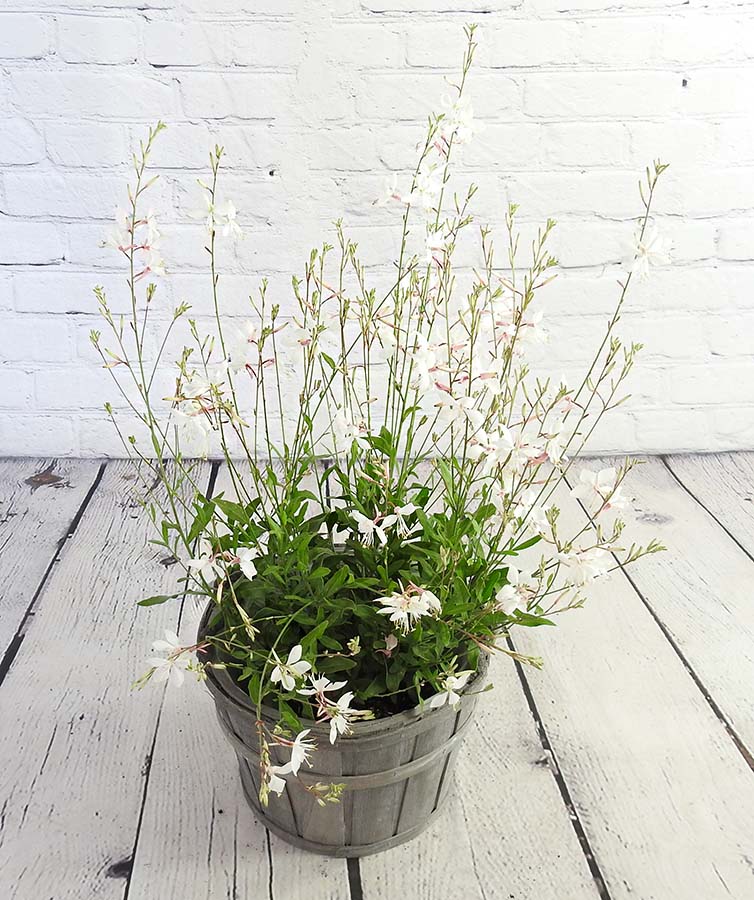 Gorgeous Gaura - White - Hortibliss