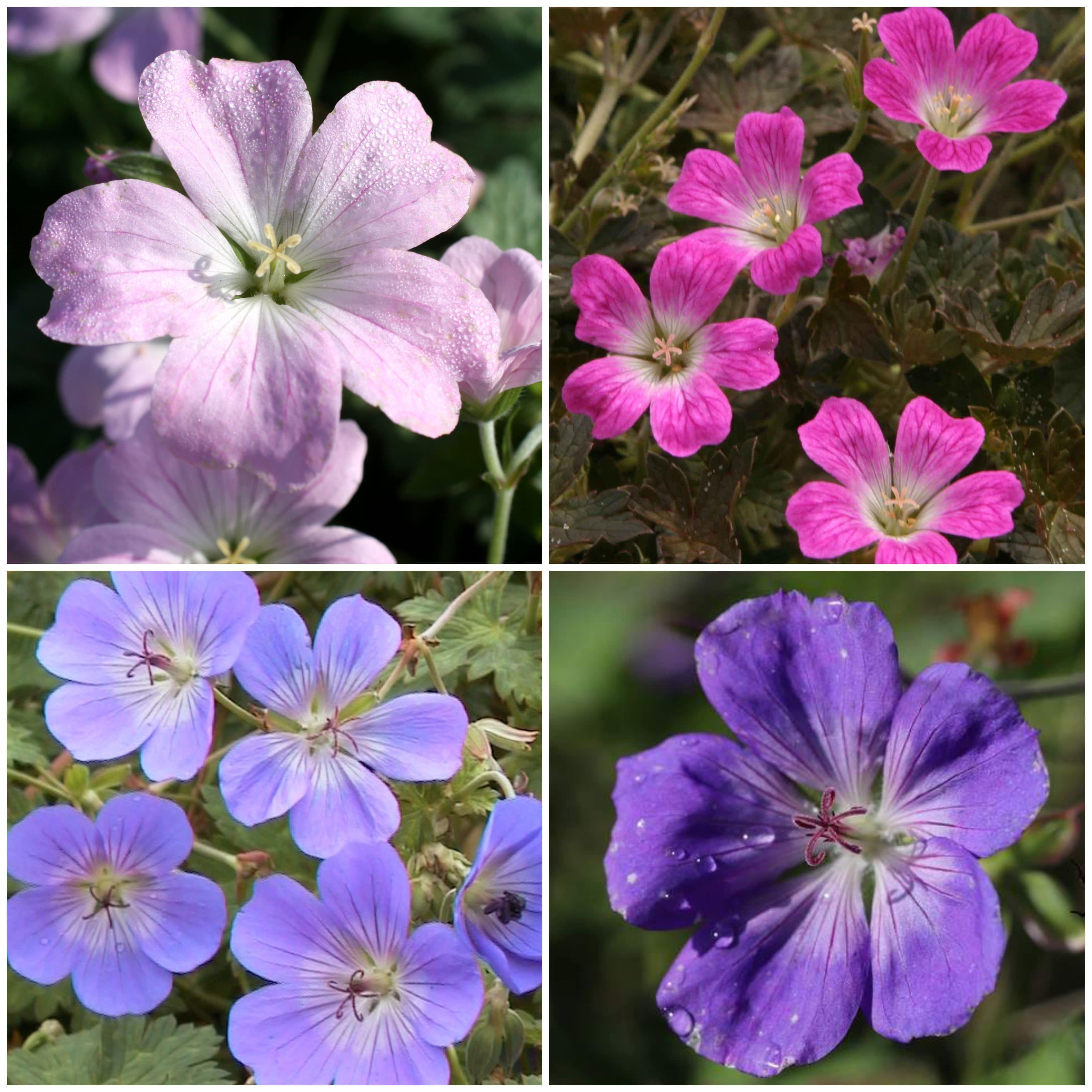 Hardy Ground-Cover Geraniums Collection