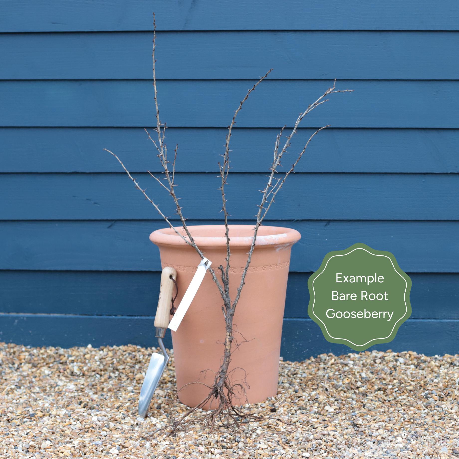 'Captivator' Gooseberry Bush