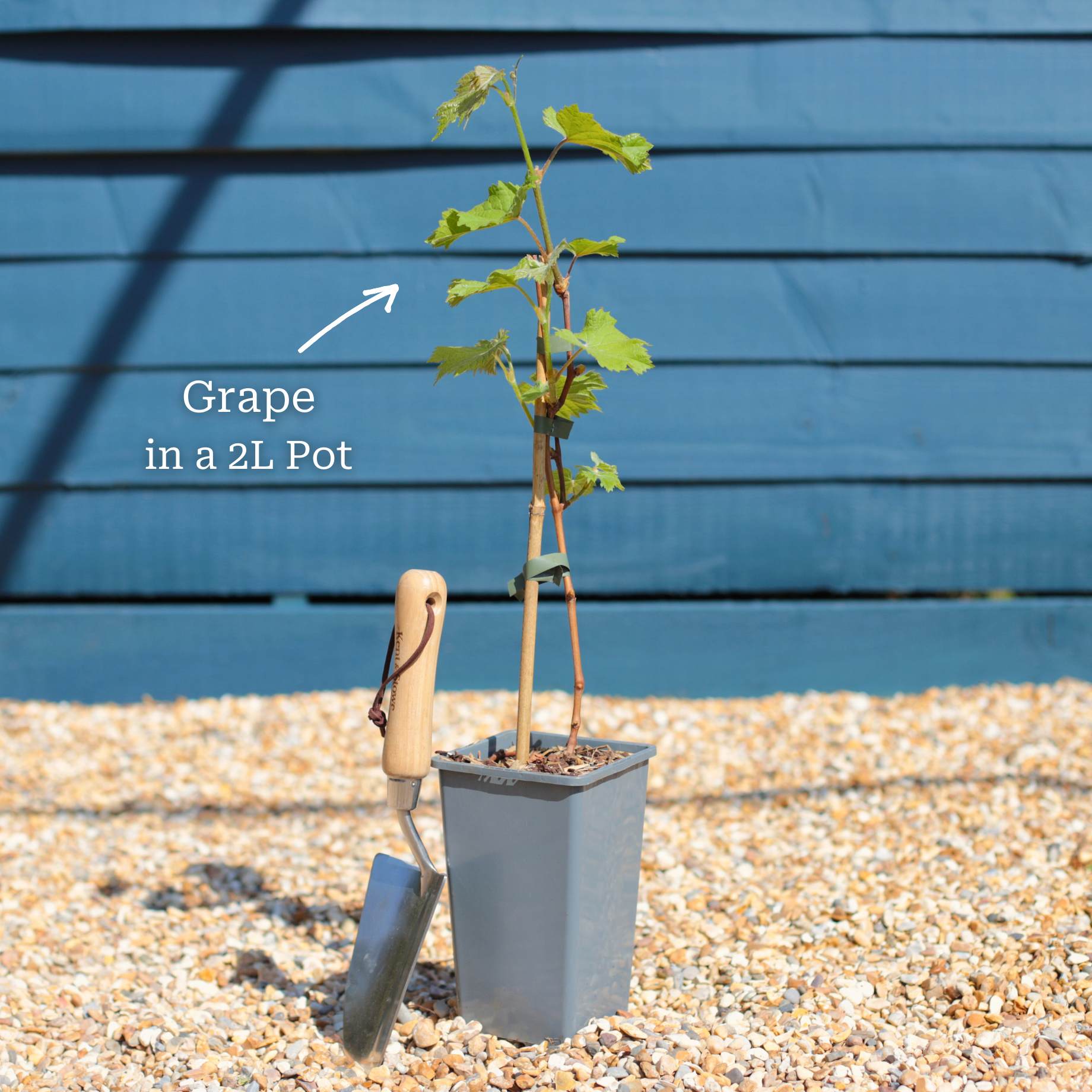 'Regent' Grape Vine