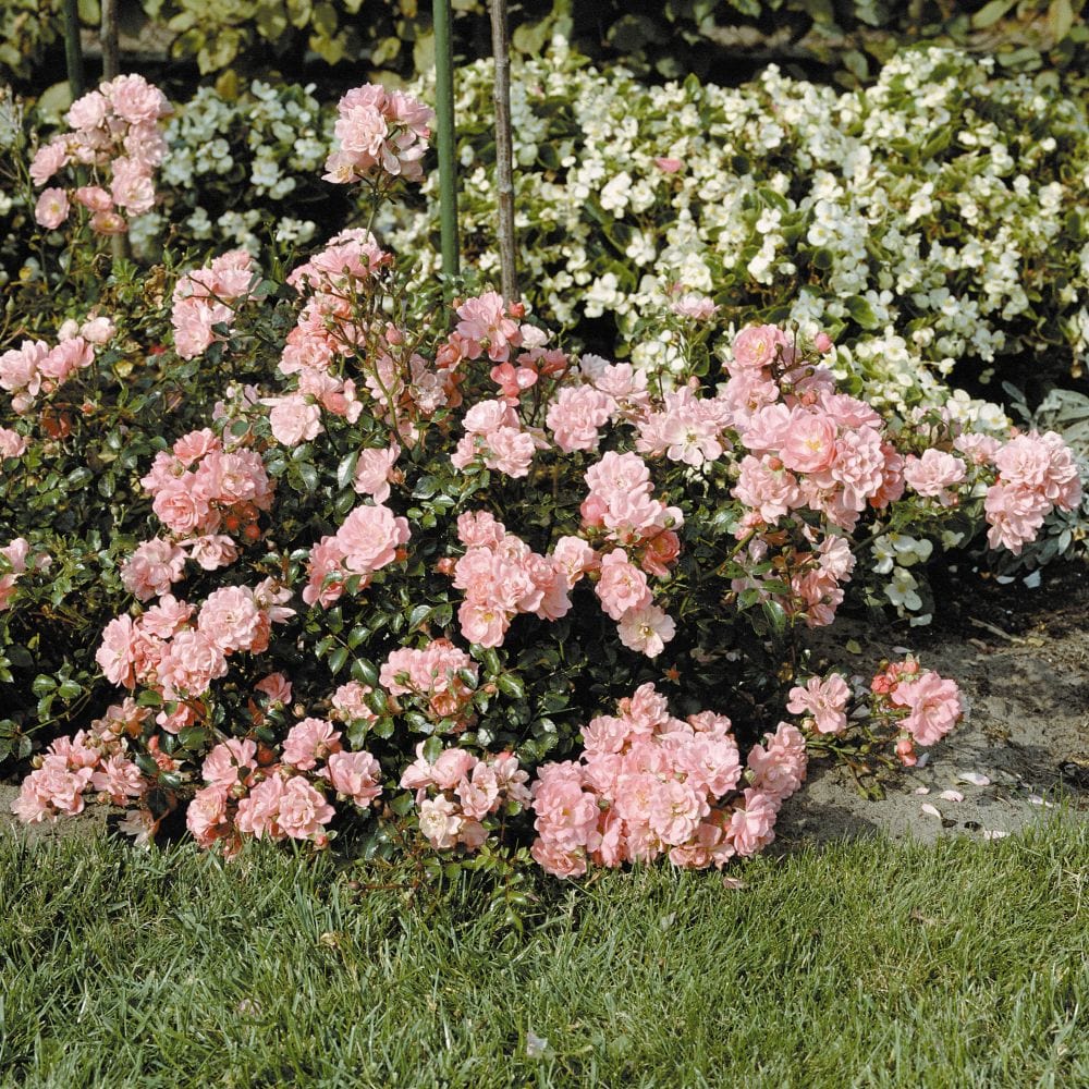 'Happy Retirement' Shrub Rose