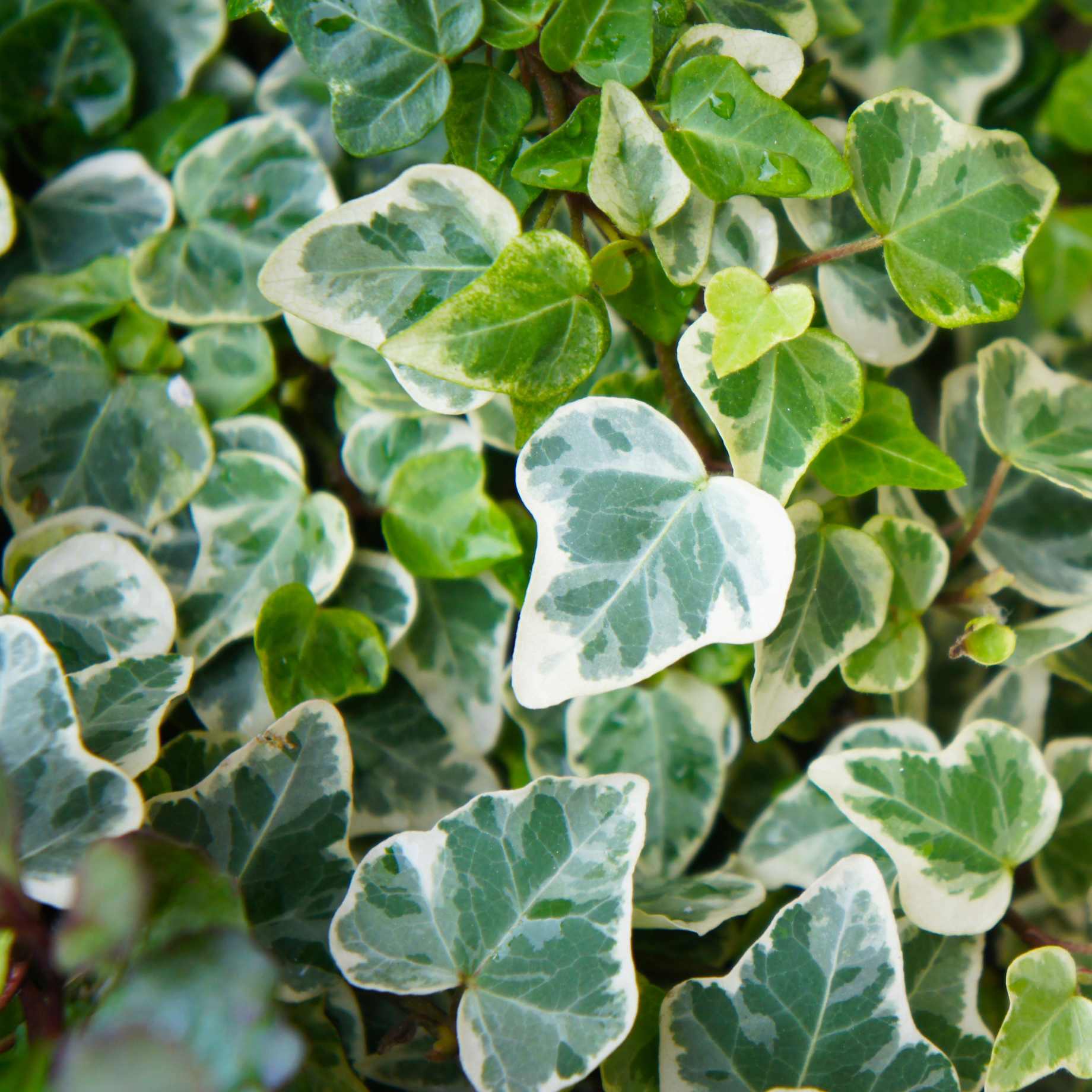 Hedera helix
