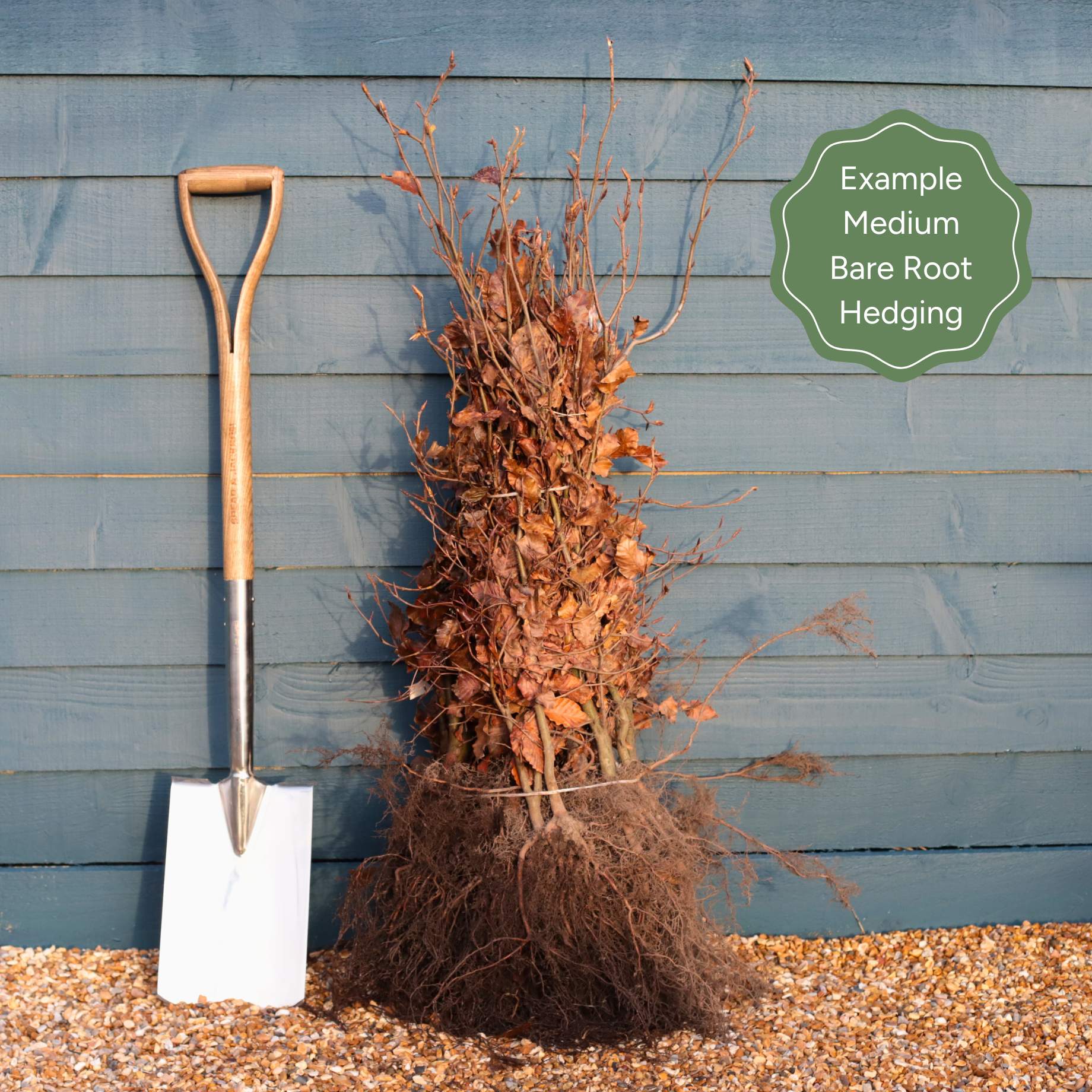 Amelanchier canadensis Hedging