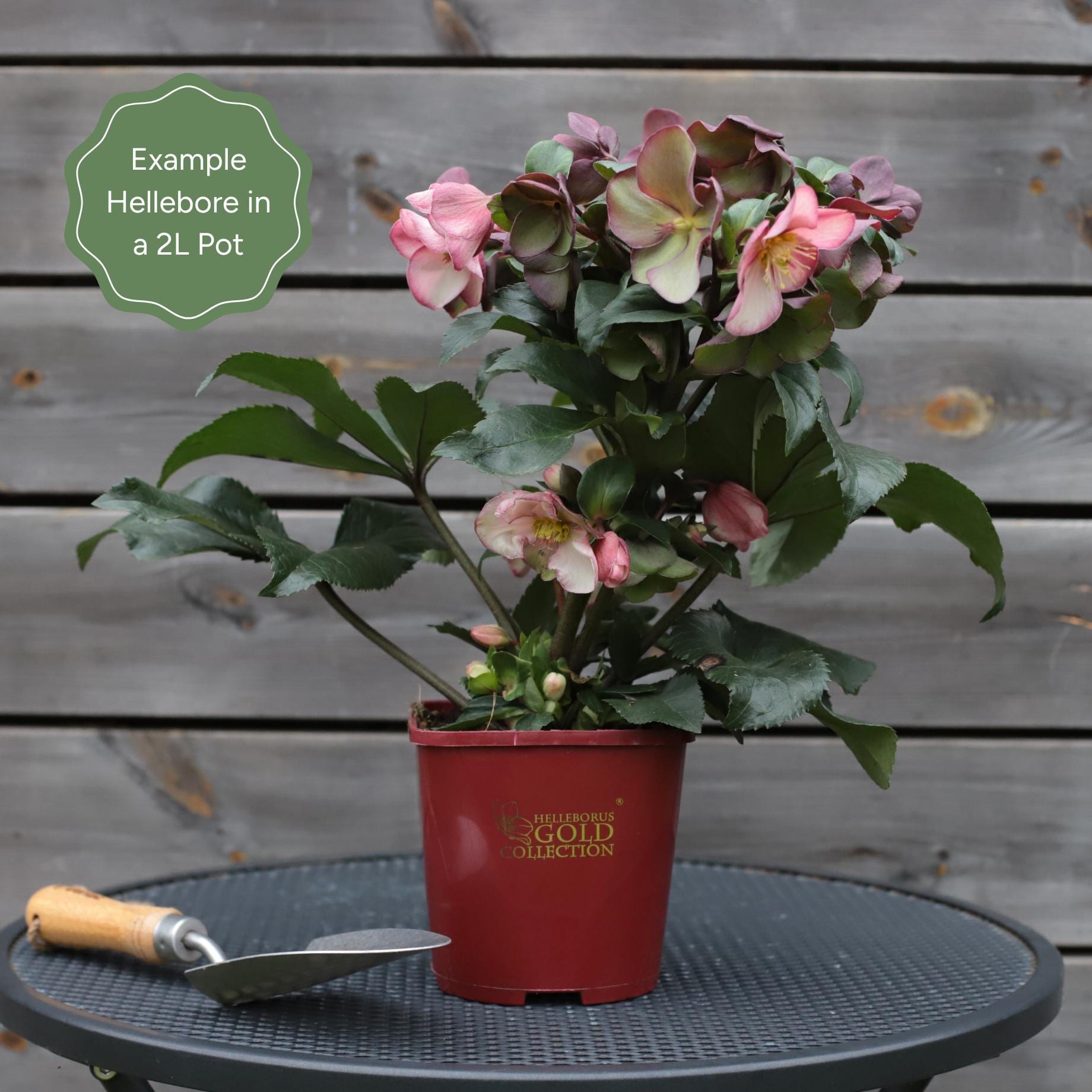 Hellebore Gold Collection®