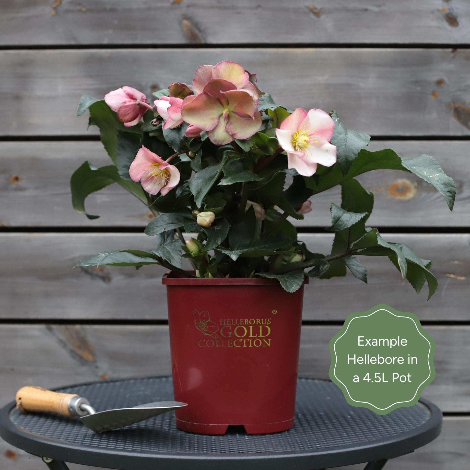 Hellebore Gold Collection®