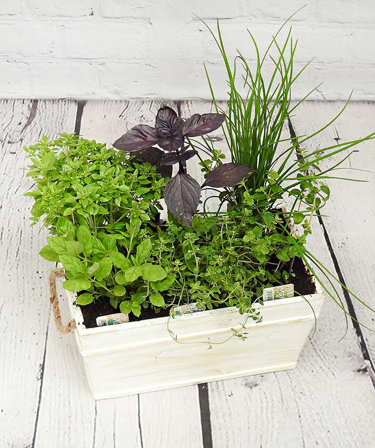 Wooden Herb Planter - Hortibliss