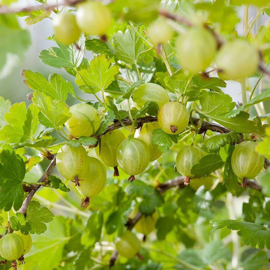 'Hinnonmaki Green' Gooseberry Bush