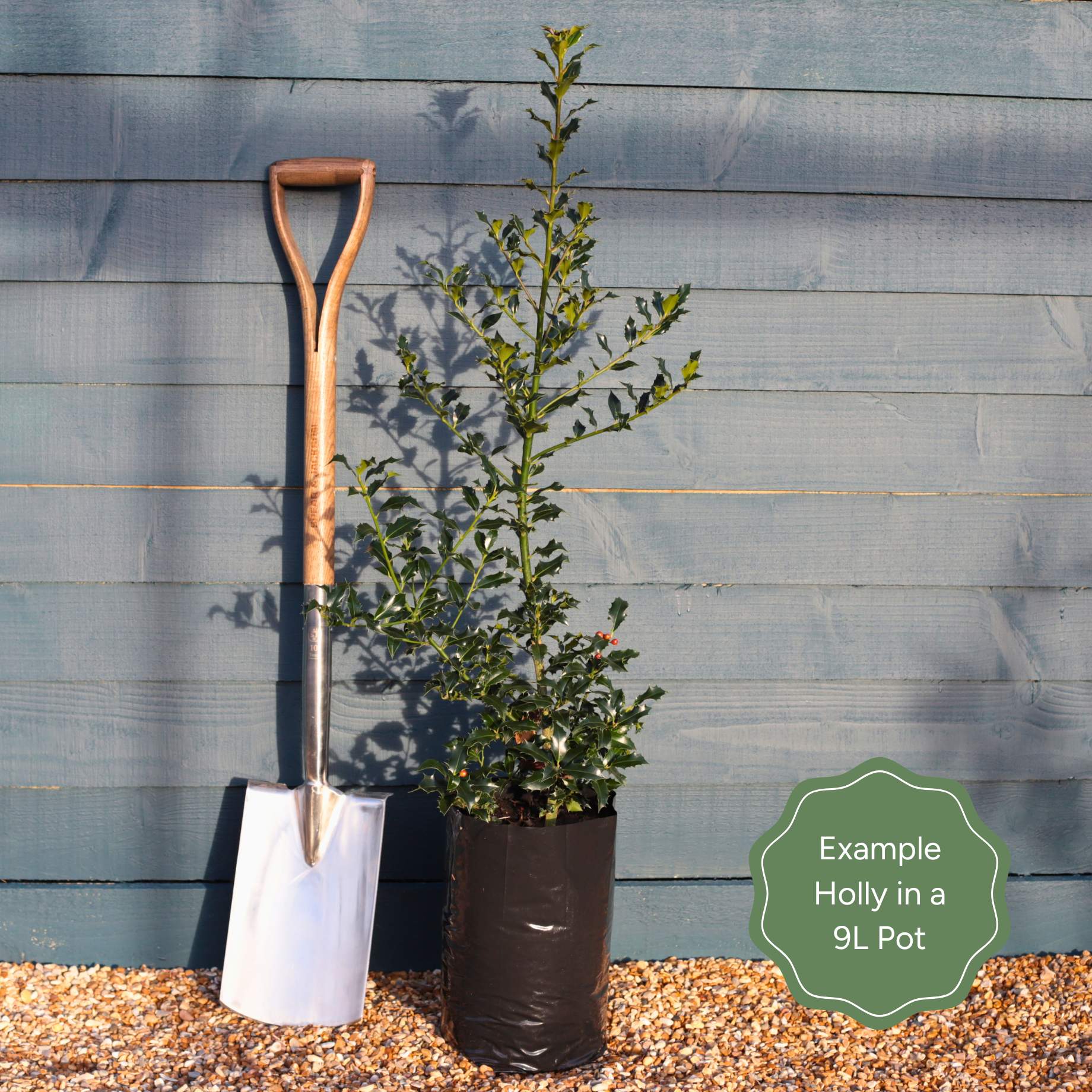 Ilex aquifolium