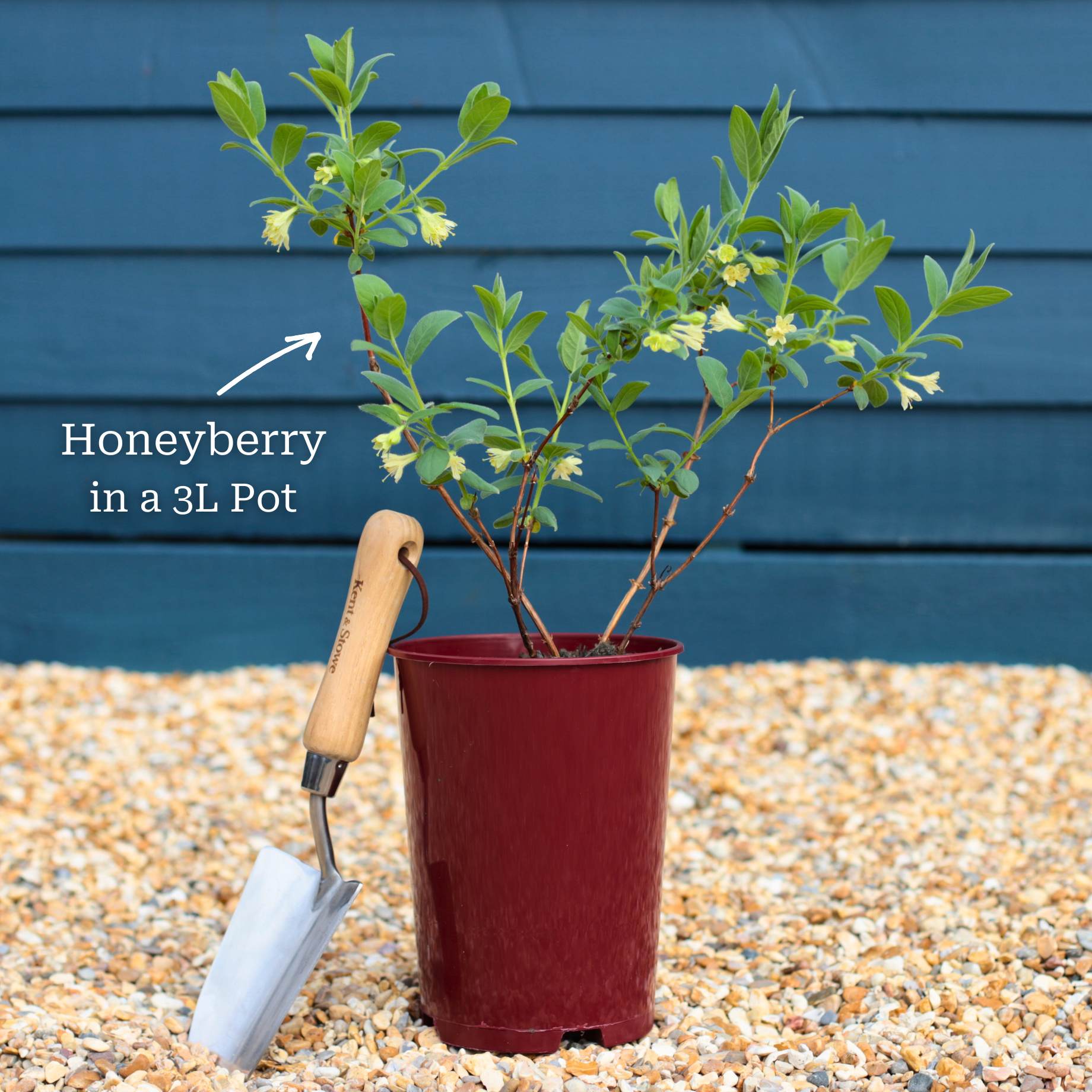 'Blue Velvet' Honeyberry Bush