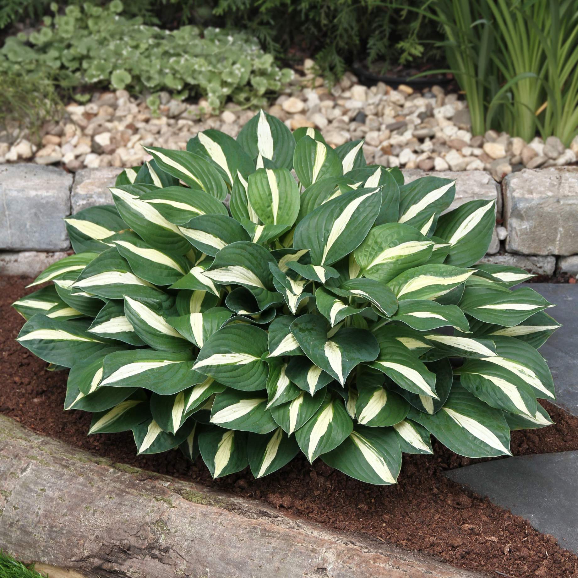 Hosta 'White Bikini'