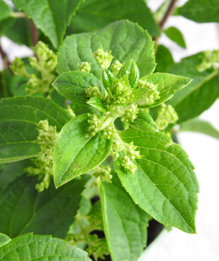 Woodland Hydrangea - Hortibliss