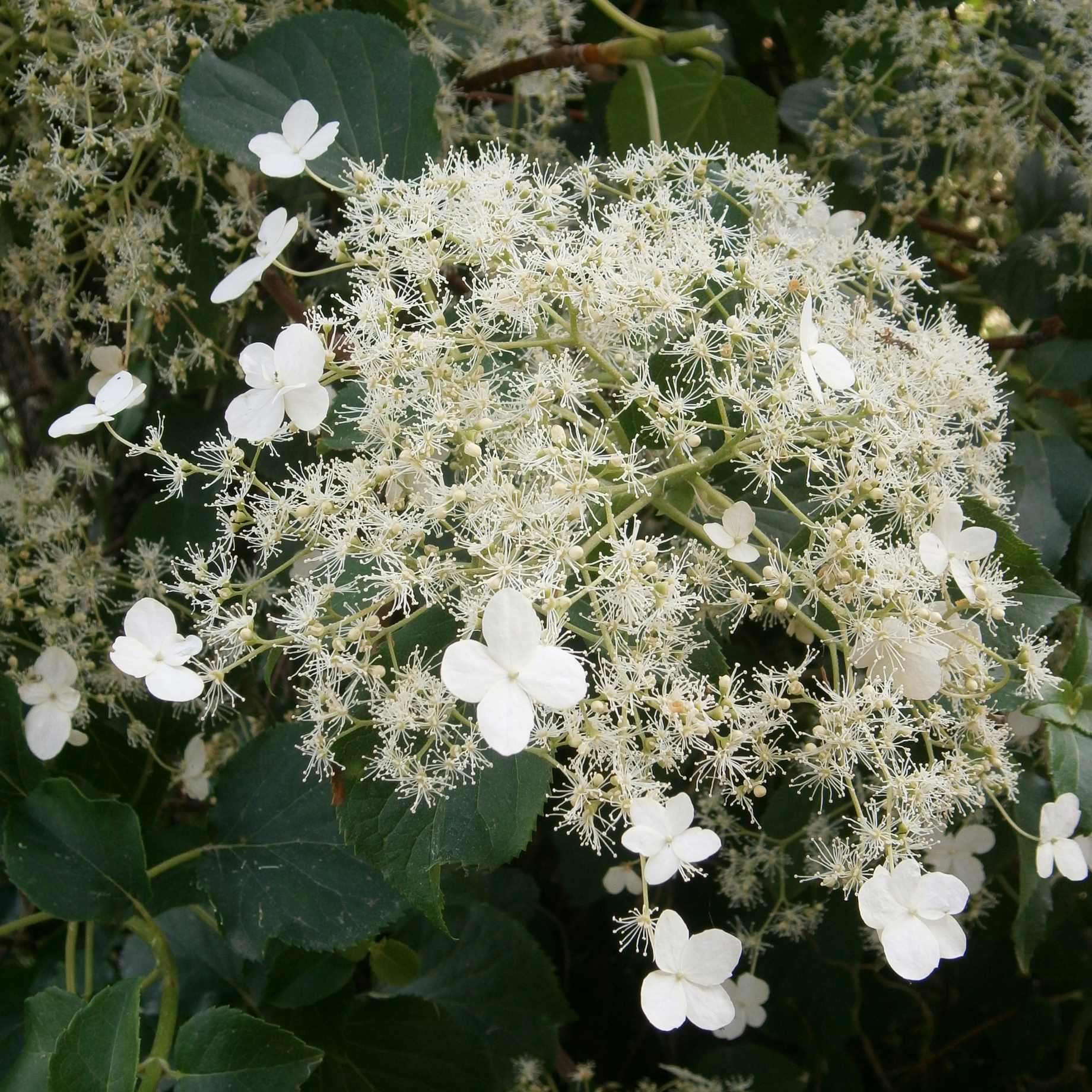Hydrangea petiolaris