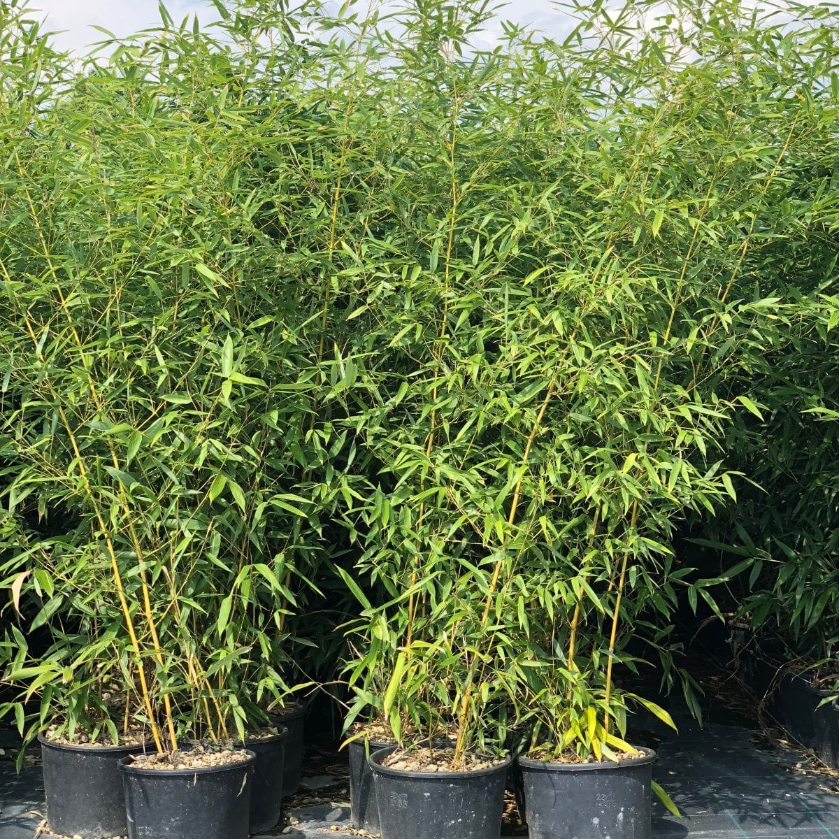Phyllostachys aurea