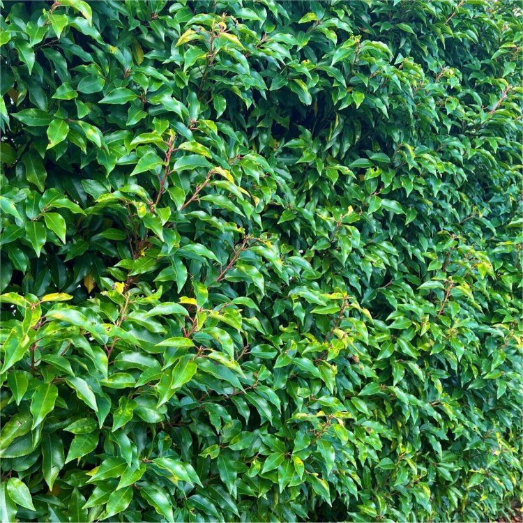 Fresh Stock Prunus lusitanica - Evergreen Portugese Laurel - Bushy Plants for Hedging circa 100-120cms - Hortibliss