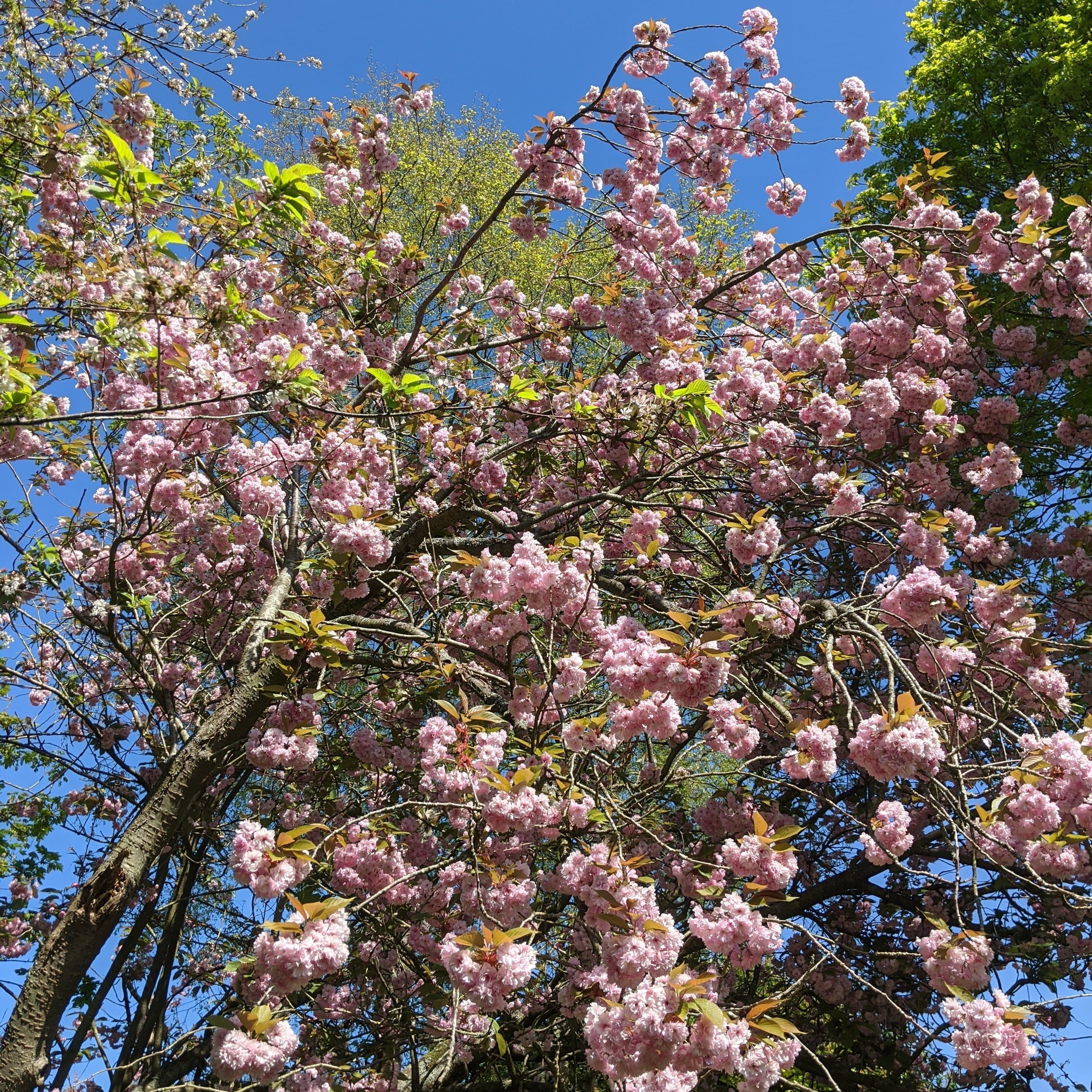 Prunus x subhirtella 'Autumnalis Rosea'