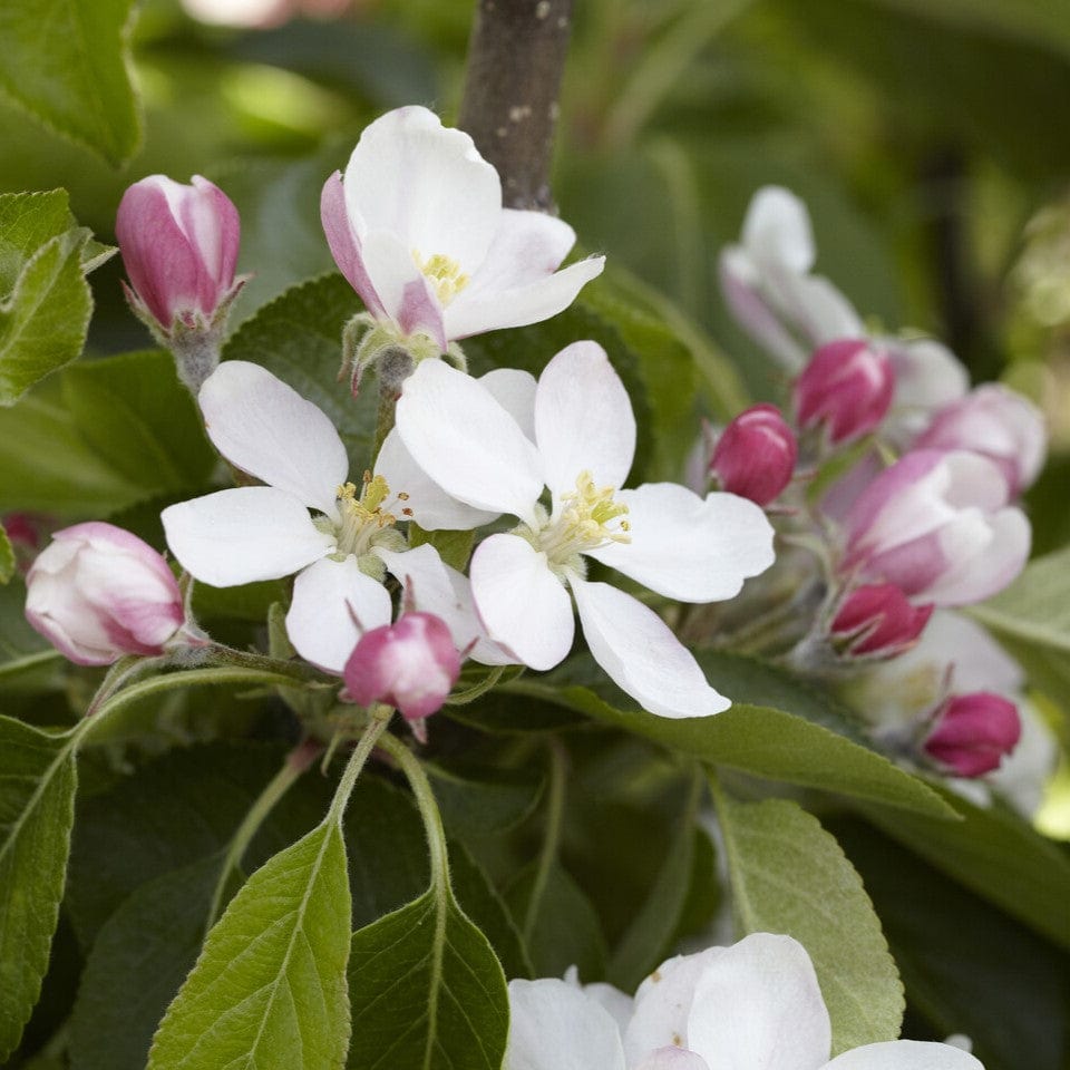 'James Grieve' Apple Tree