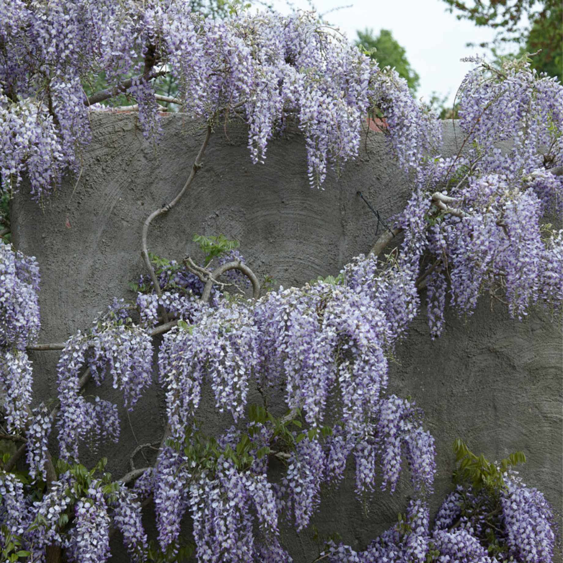 Wisteria floribunda 'Domino'