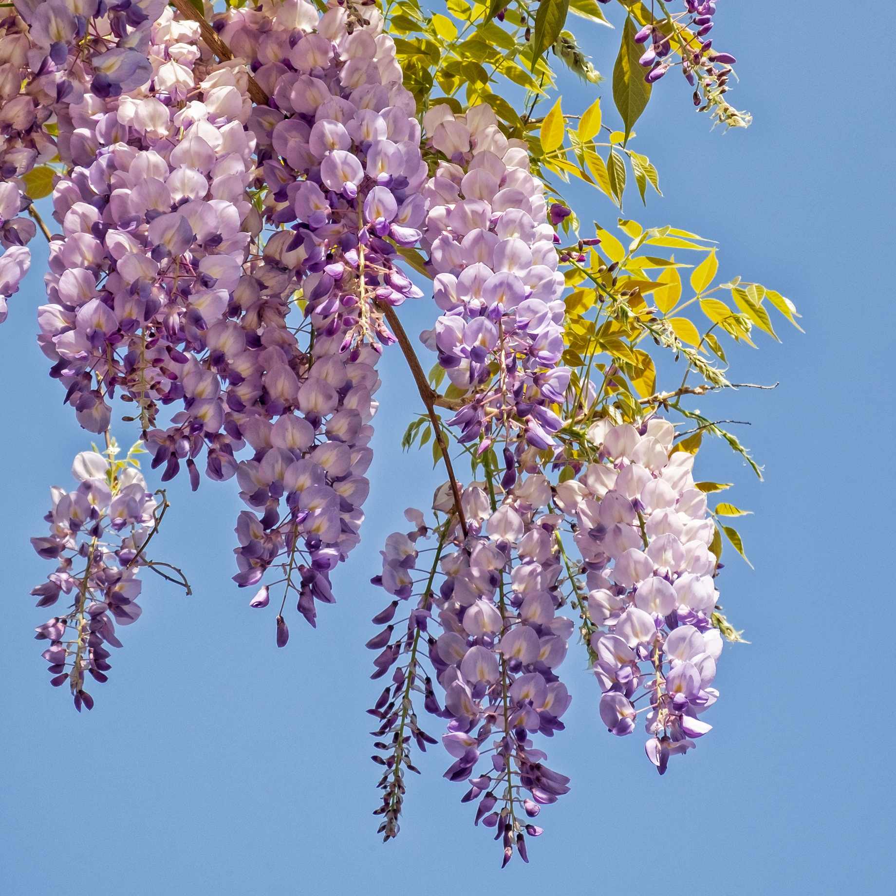 Wisteria floribunda 'Royal Purple'