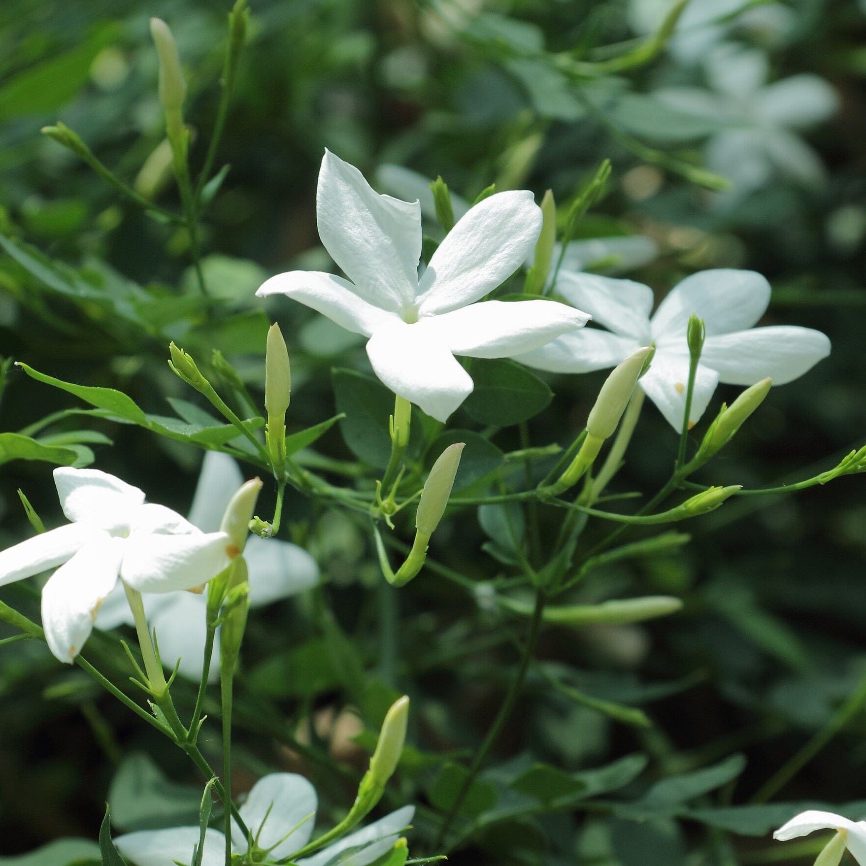 Jasminum officinale